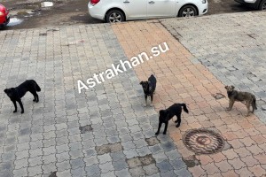 Астраханским зоозащитникам не удалось отстоять отсрочку собачьей смерти