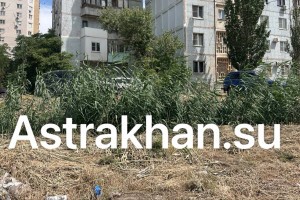Во сколько администрации Астрахани обходится скос сорняков и&#160;камыша в&#160;городе?