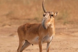 Астраханские сайгаки сохранят статус краснокнижных животных