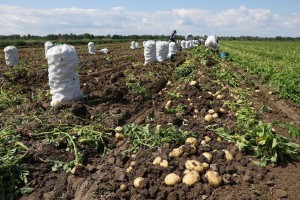 В Астраханской области приступили к сбору раннего картофеля