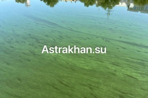 В астраханских каналах вода зацвела раньше срока