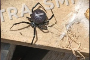 Астраханскую область атаковали опасные пауки