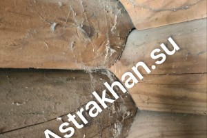 Астраханцам рассказали, что необходимо делать после укуса опасных пауков
