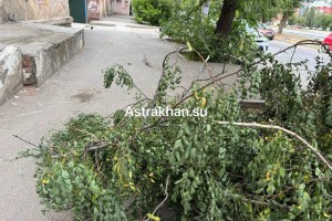 В Астрахани опиленные ветви почти перекрыли проход по тротуару