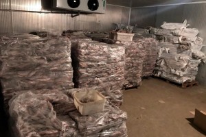 В Астраханской области правоохранителями изъята крупная партия рыбного контрафакта