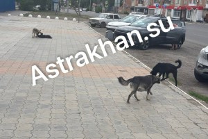 Стая собак держит в страхе астраханцев