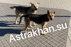Сколько денег потратят на отлов собак в&#160;Астрахани
