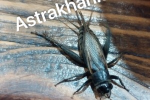 Астраханскую область атаковали сверчки: как бороться с насекомыми?
