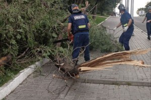 Накануне в&#160;Астрахани случился настоящий &#171;деревопад&#187;