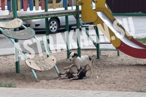 Развалюхи, мусор и&#160;собаки: типичные проблемы Астрахани воссоединились в&#160;одном дворе