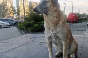 Астраханские зоозащитники проиграли очередной суд в&#160;Астрахани