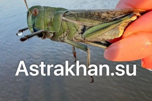 Полчища саранчи захватили район в Астраханской области