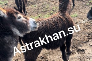 Астраханцы опасаются за судьбу стада ослов, брошенных в&#160;селе