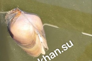 В городском канале астраханцы заметили массовую гибель моллюсков