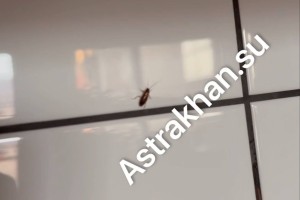 Астраханцы продолжают жаловаться на тараканов в своих квартирах