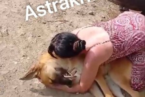 Астраханка легла на собаку, которую служба отлова пыталась доставить в приют