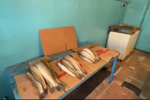 У астраханца изъяли рыбу стоимостью более 25 миллионов рублей
