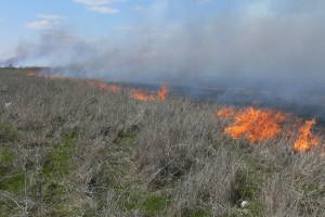 В Астраханской области за неделю снизилось число ландшафтных пожаров