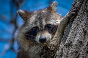 В Железноводске еноты покусали людей в&#160;парке во время кормежки