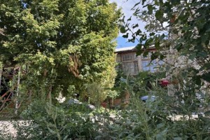 Аллергия в&#160;августе: астраханцы задыхаются от пыльцы