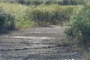 Сюда вода не дошла: что происходит с&#160;астраханскими ильменями после подкачки воды
