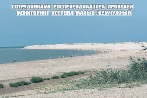На острове в&#160;Астраханской области зафиксировали гибель птиц