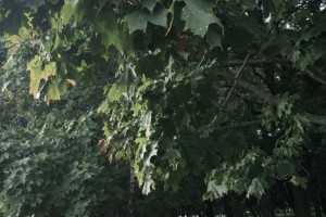 27 августа в&#160;Астрахани будет прохладно и&#160;ясно