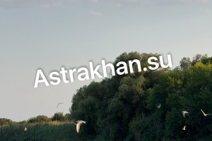 Стало известно, из-за чего в Астраханской области гибнет рыба