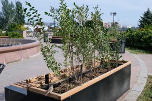 В Астрахани коммунальщики занимаются осенней высадкой кустарников