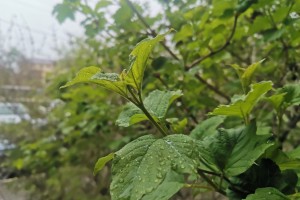 21 сентября в&#160;Астраханской области вновь ожидается дождь