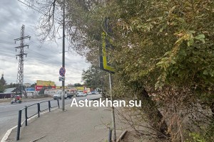 В Астрахани часть дорожных знаков скрыта за ветками деревьев
