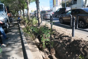 В Астрахани появятся пять тысяч кустарников и&#160;две тысячи деревьев