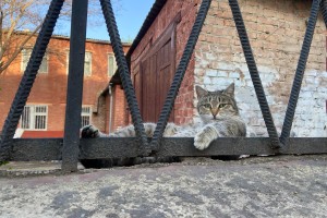 В Астрахани выявили еще один случай заражения бешенством