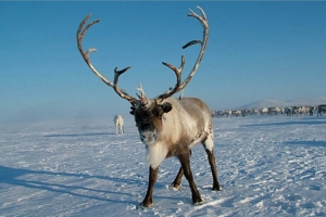 Россиянам предложат тур выходного дня в Арктику