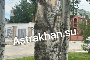 В Астрахани вандалы безжалостно уродуют деревья по всему городу
