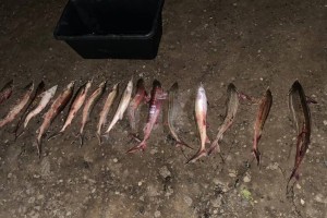 В Астрахани возбудили 10 уголовных дел за браконьерство