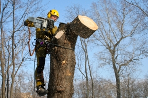 Депутаты помогут с проблемой сухих деревьев