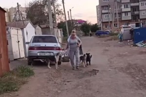 Прикормленная стая собак терроризирует жителей еще одного микрорайона в&#160;Астрахани