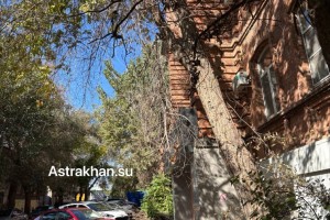 &#171;Скоро упадут на голову&#187;: астраханцы опасаются сухих веток на улице Наташи Качуевской