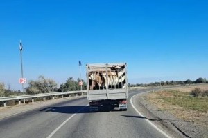 На территории Астраханского газоперерабатывающего завода замечены незваные гости