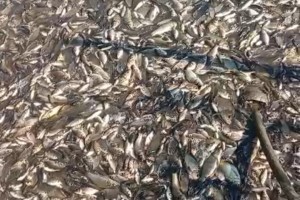 В Астраханской области зафиксировали массовый замор&#160;рыбы