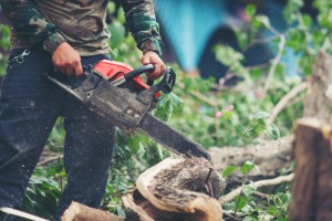 В Астраханской области выявили нарушения в ведении лесного хозяйства