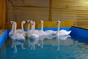 Птицы с&#160;Лебединого озера в&#160;Астрахани отправились на зимовку