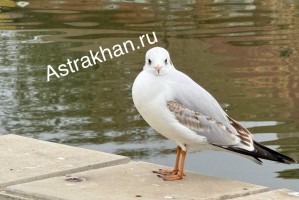 В Астрахани нашествие чаек: чем грозит близкое знакомство с&#160;пернатыми