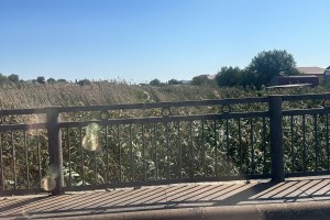 В Астрахани вновь перенесли расчистку ерика Казачий