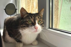 Астраханцам напомнили как сделать льготную стерилизацию животного