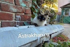 На астраханских улицах стало больше кошек