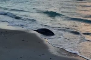 На берегу Каспийского моря нашли 112 мертвых тюленей