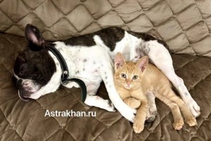 В следующем году россиян могут заставить регистрировать своих домашних животных