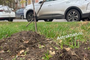 Астраханцы устроили кладбище домашних животных на набережной городского канала